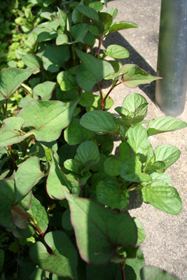 dokudami&mint